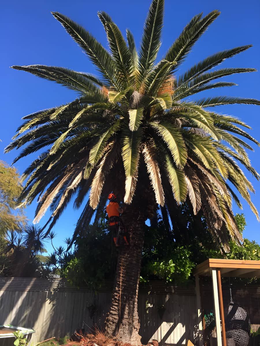A Palm Tree With A Blue Sky In The Background — All Area Tree Service Pty Ltd In Newcastle, NSW