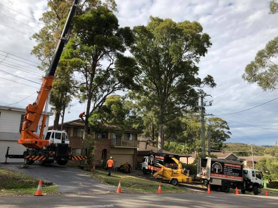 A Crane Is Cutting A Tree In Front Of A House — All Area Tree Service Pty Ltd In Fountaindale, NSW