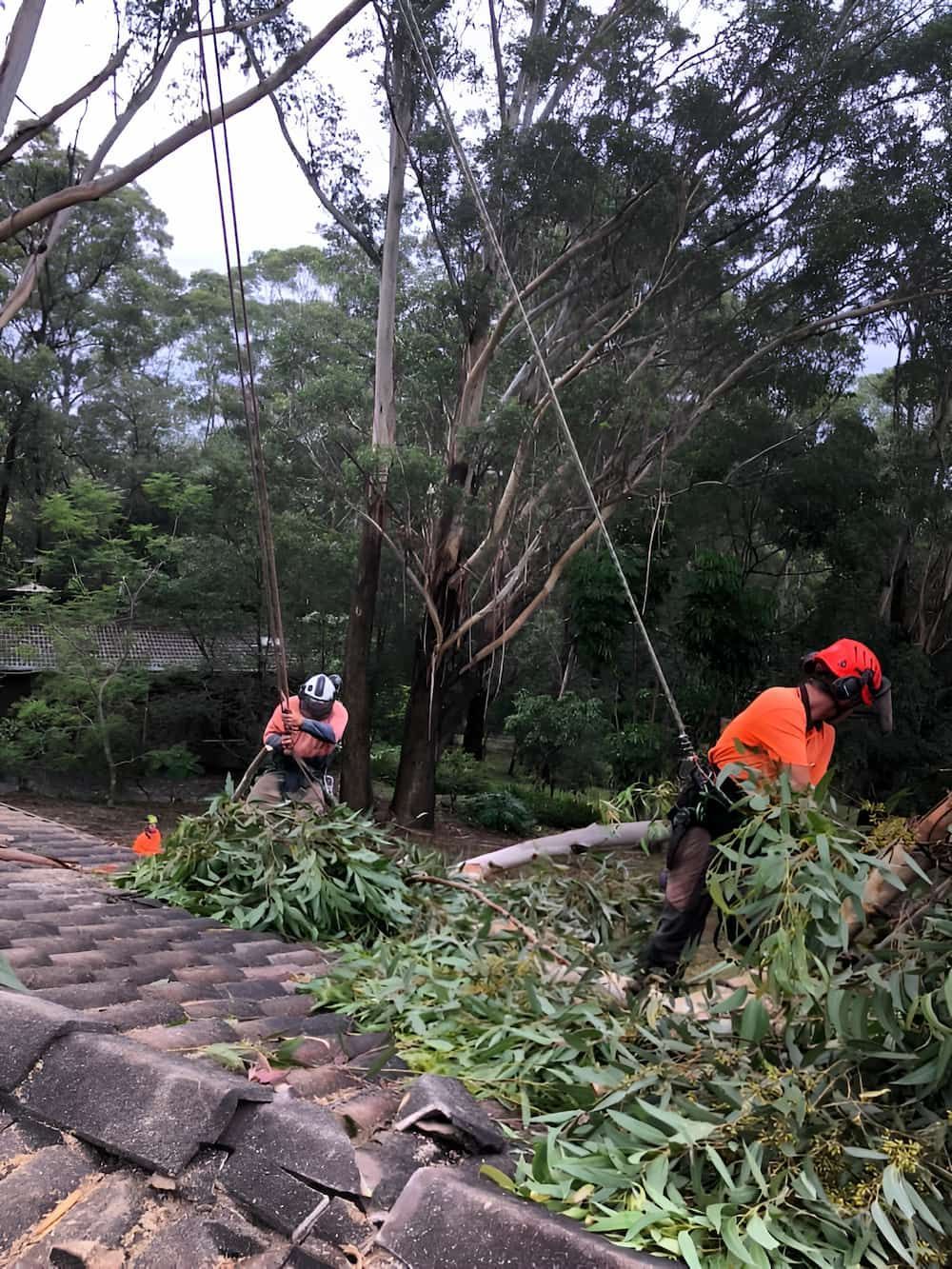 A Man Is Cutting A Tree With A Chainsaw On A Roof — All Area Tree Service Pty Ltd In Fountaindale, NSW