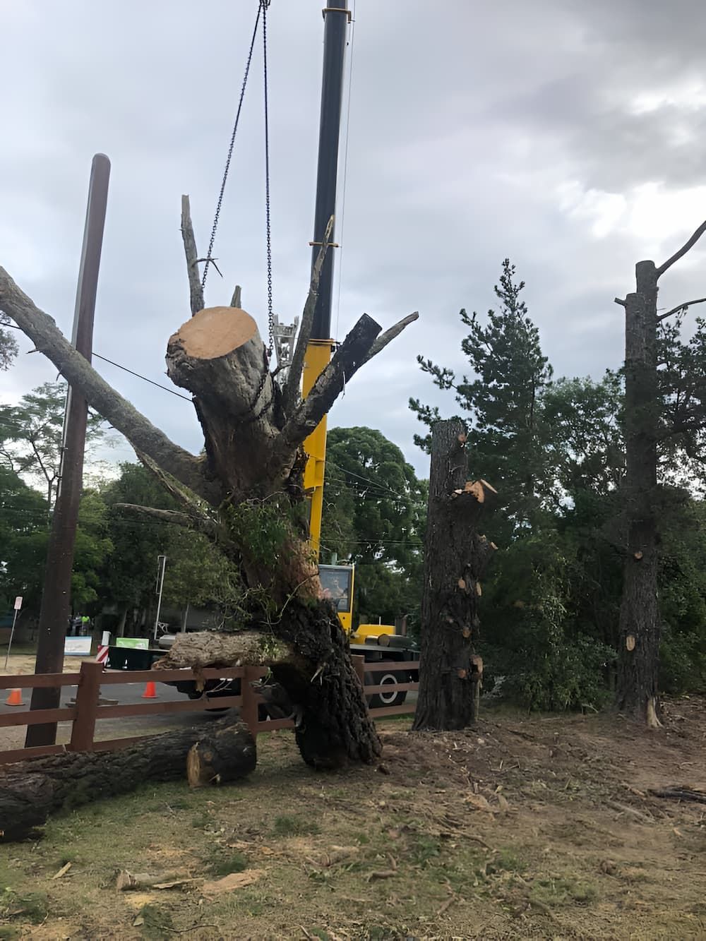 A Large Tree Is Being Removed By A Crane — All Area Tree Service Pty Ltd In Central Coast, NSW