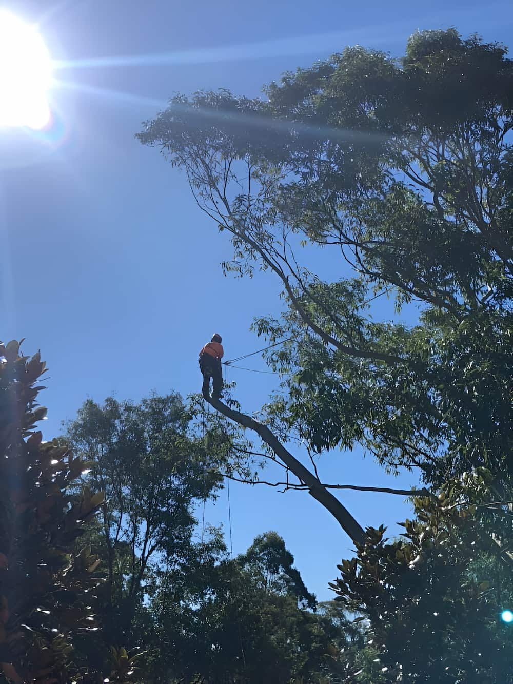 A Man Is Standing On Top Of A Tree Cutting A Branch — All Area Tree Service Pty Ltd In Wyong, NSW