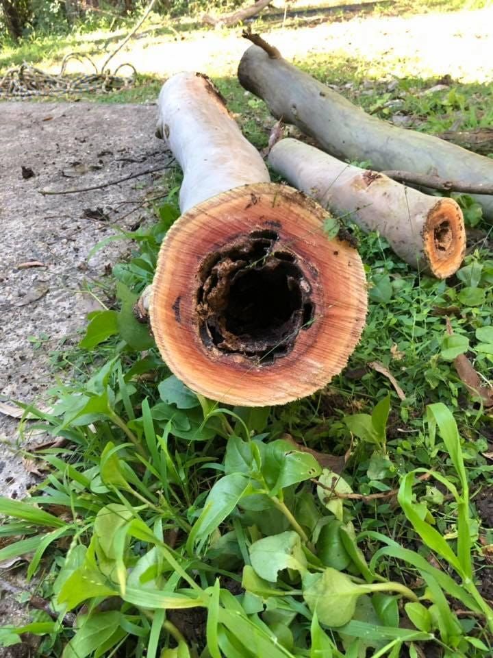 A Tree Trunk With A Hole In It Is Laying On The Ground — All Area Tree Service Pty Ltd In Wyong, NSW