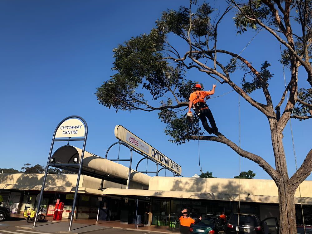 A Man Is Climbing A Tree In Front Of A Building — All Area Tree Service Pty Ltd In Wyong, NSW