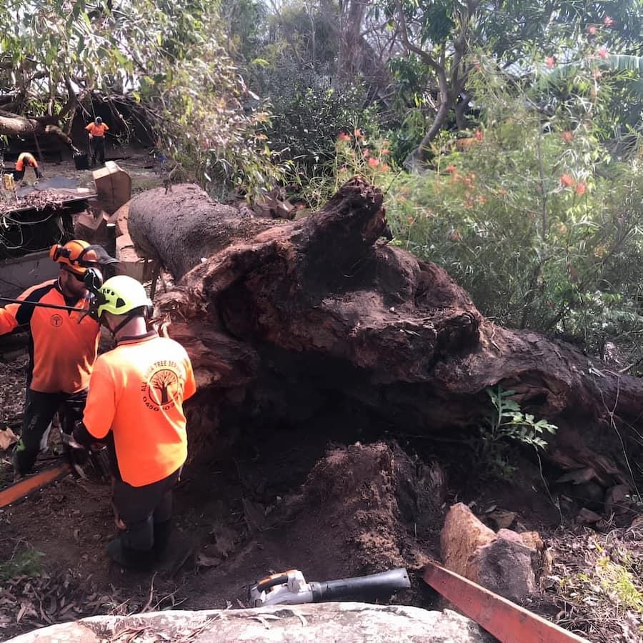 A Group Of Men Are Working On A Large Tree Stump — All Area Tree Service Pty Ltd In Wyong, NSW
