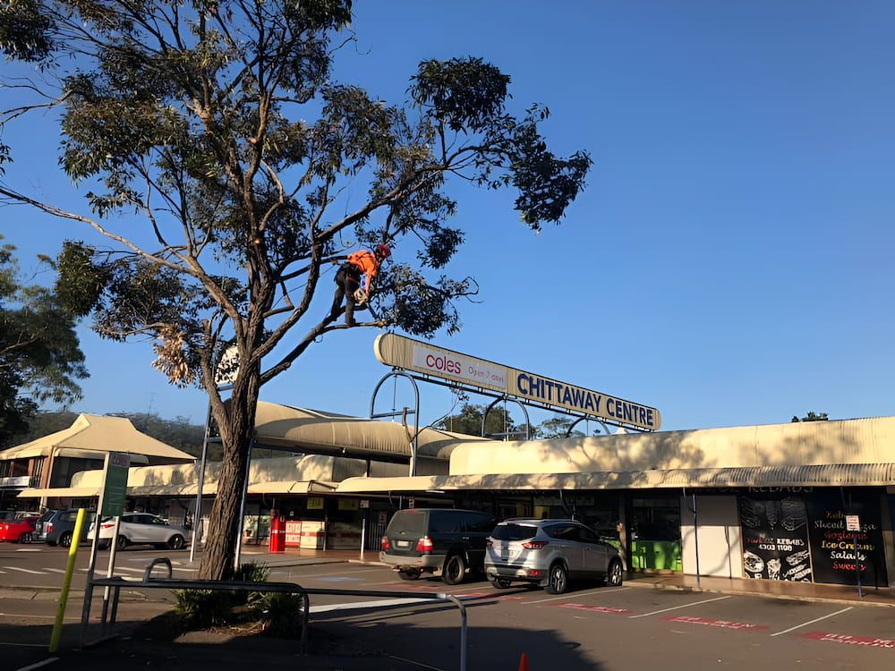 A Man Is Cutting A Tree With A Chainsaw In Front Of A Building — All Area Tree Service Pty Ltd In Fountaindale, NSW