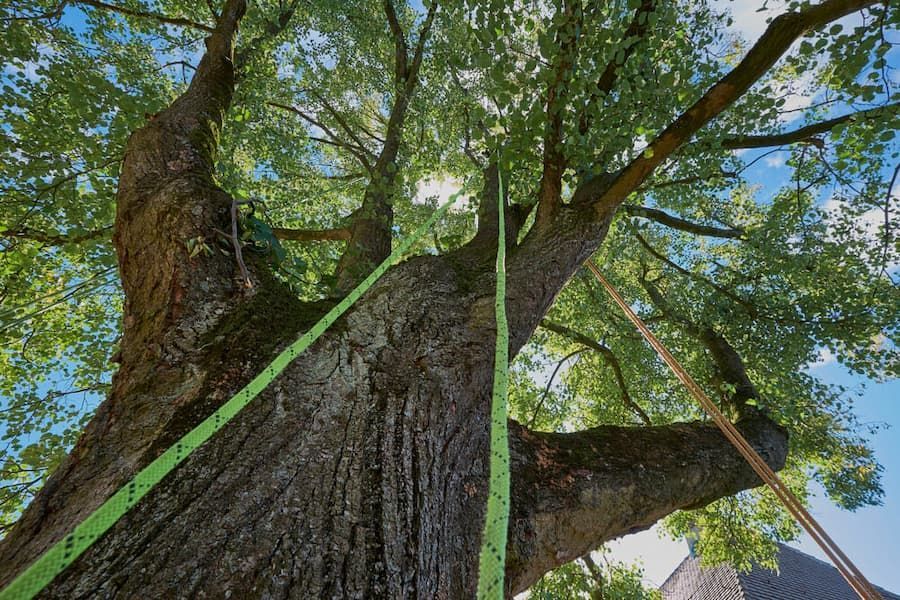 Looking Up At A Tree With A Green Rope Around It — All Area Tree Service Pty Ltd In Central Coast, NSW