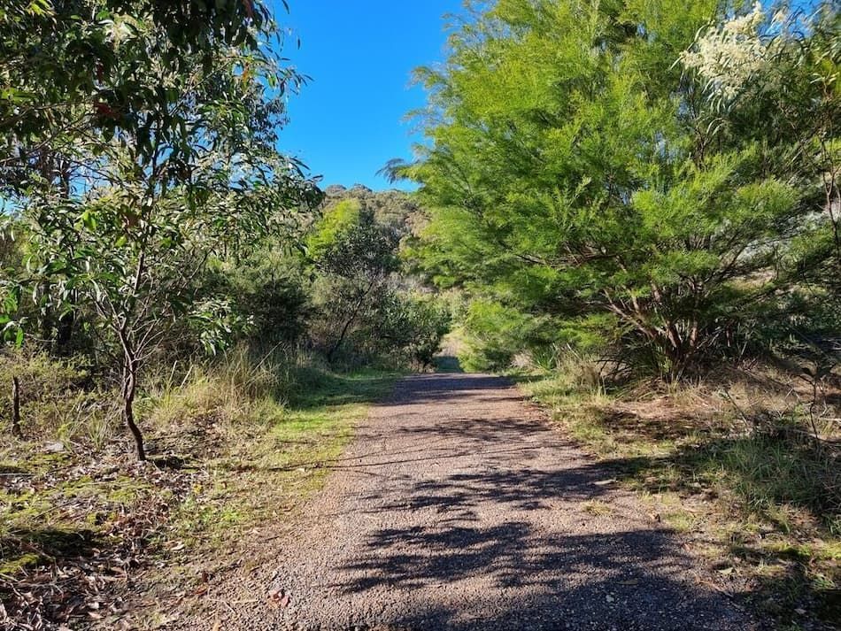 A Dirt Road Surrounded By Trees On A Sunny Day — All Area Tree Service Pty Ltd In Fountaindale, NSW