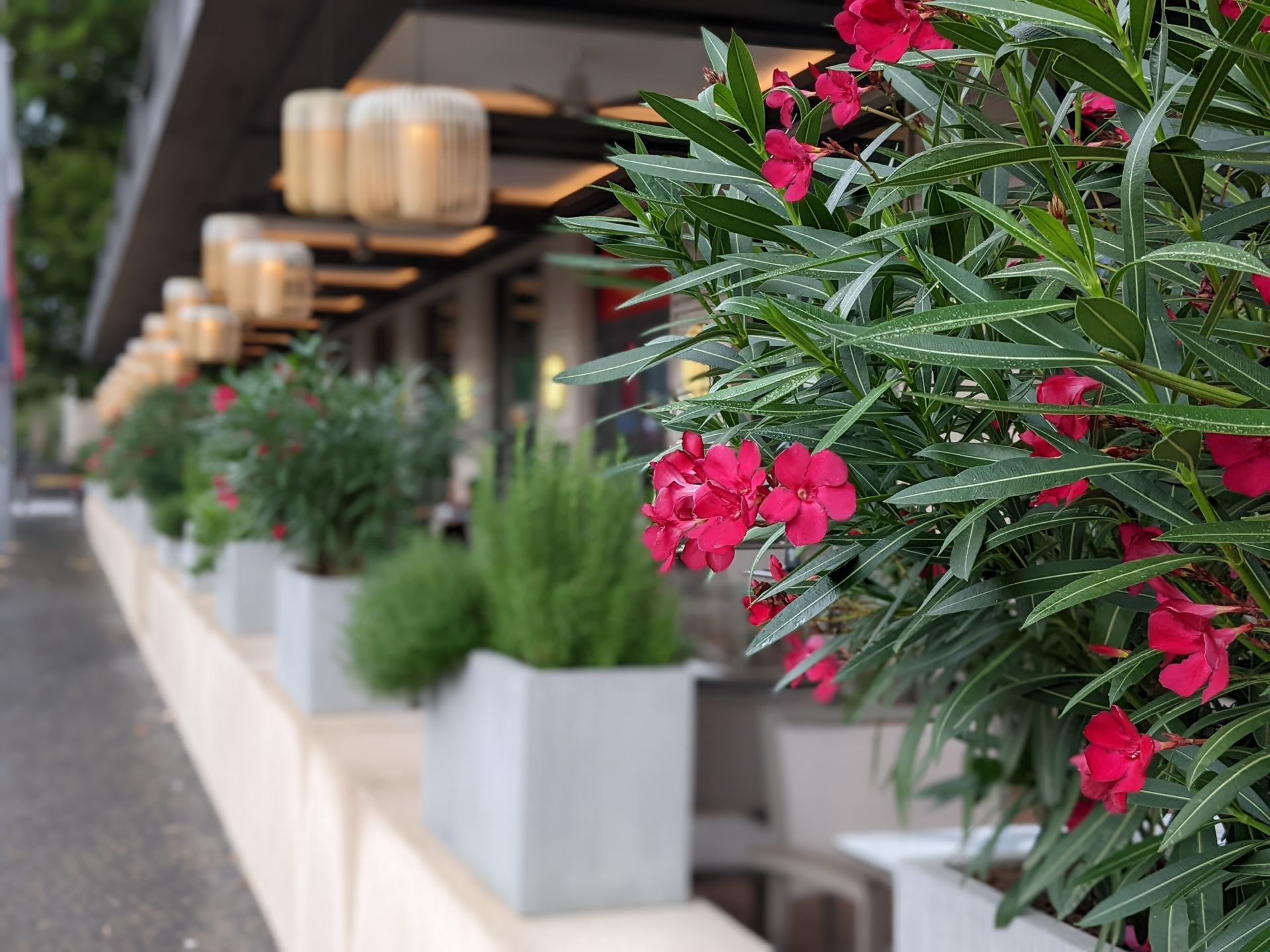 Gebäudebegrünung von Zinnober Blumen in Berlin