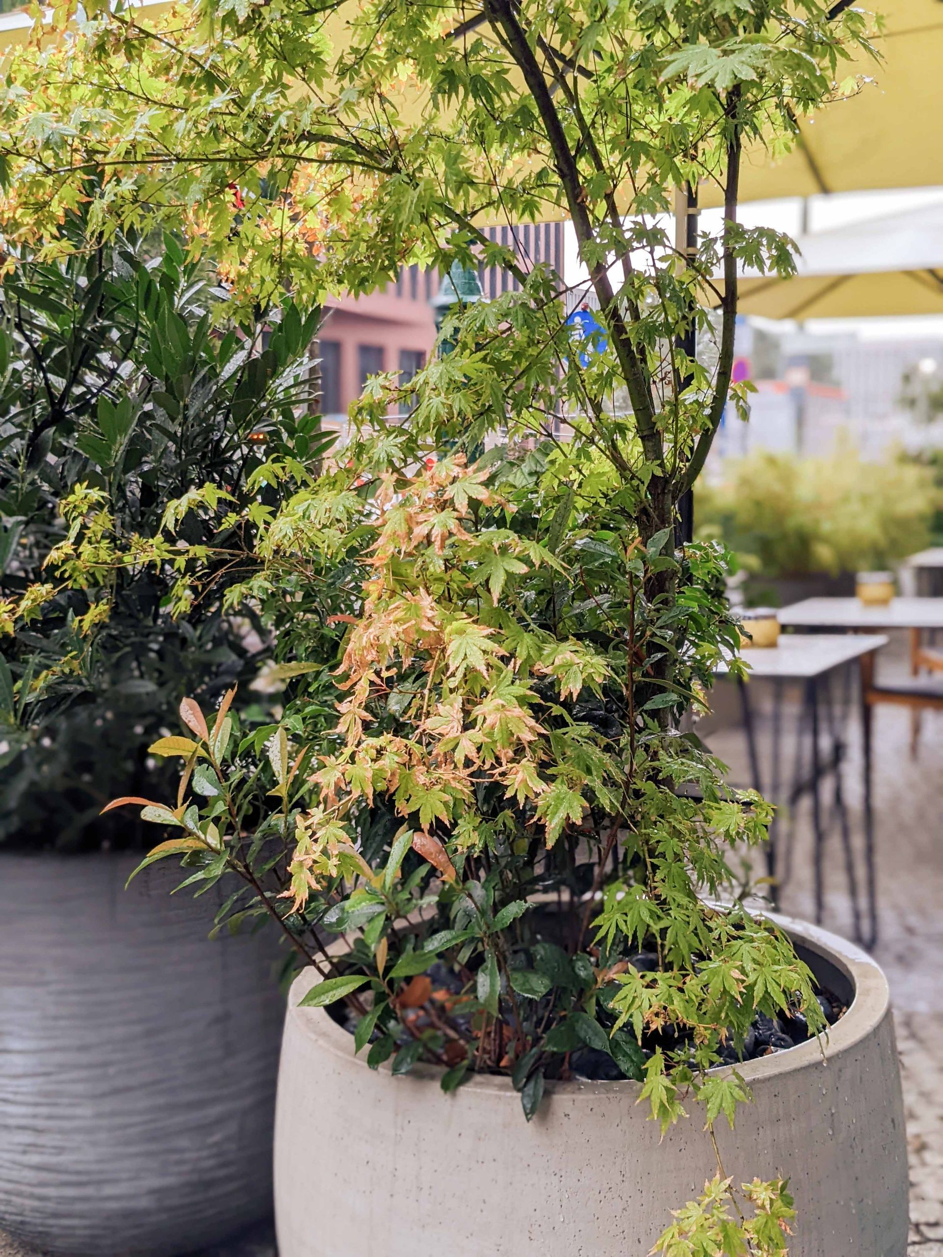 Pflanzenkonzept für ein Gebäude in Berlin von Zinnober Blumen