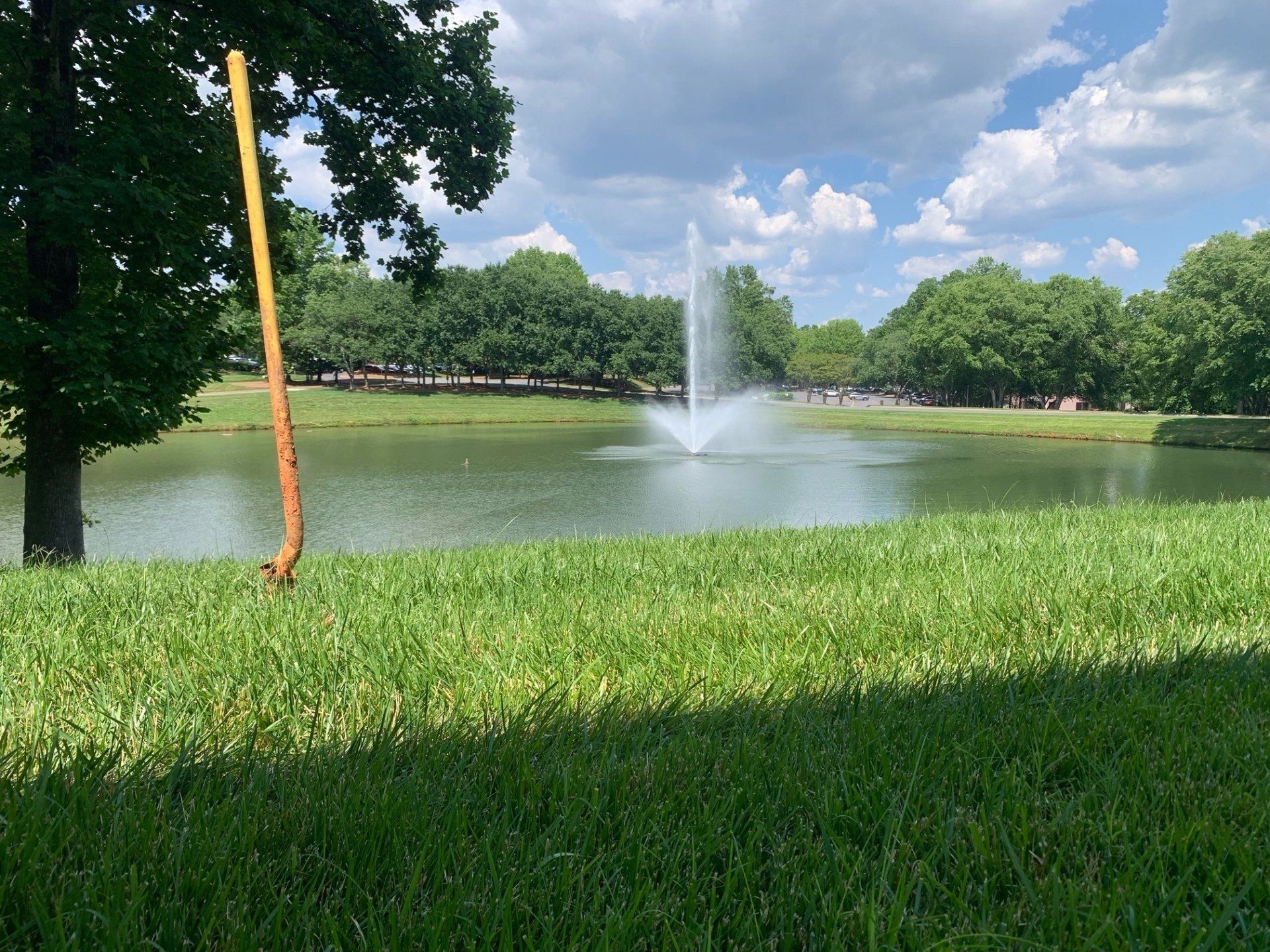 Pond vista