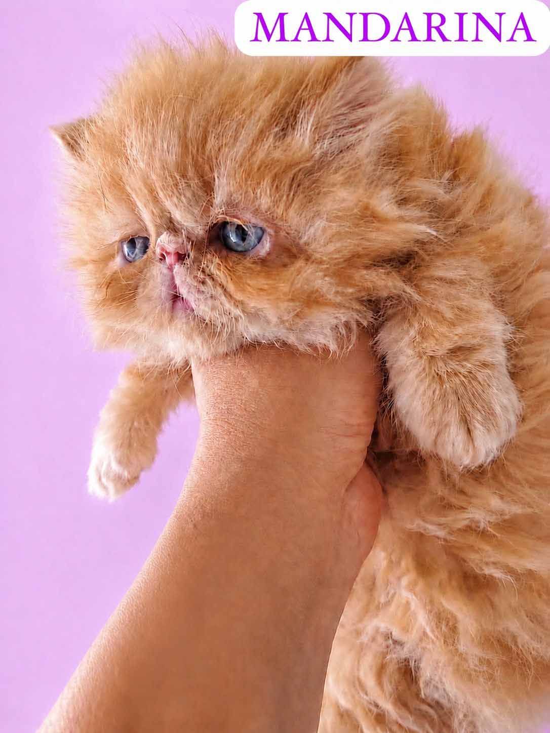 gato persa en venta
