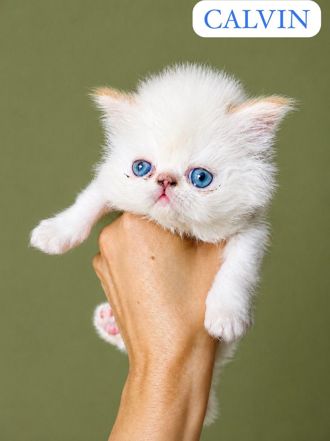gato persa en venta