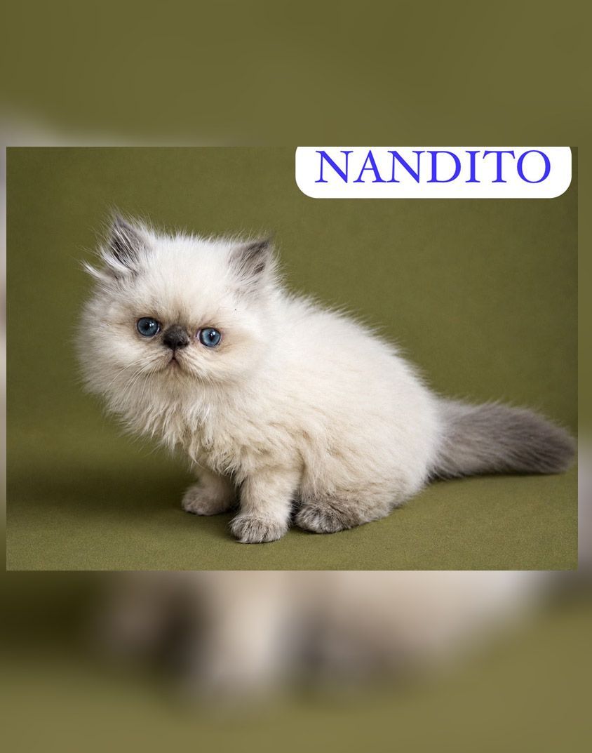 gato persa en venta