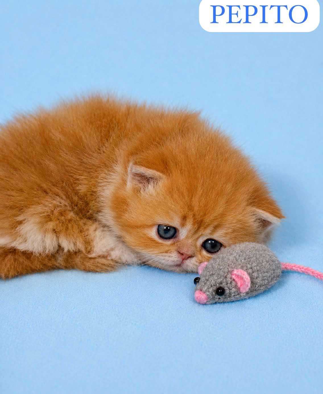 gato persa en venta