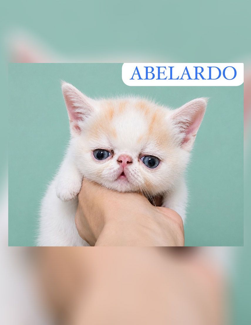 gato persa en venta