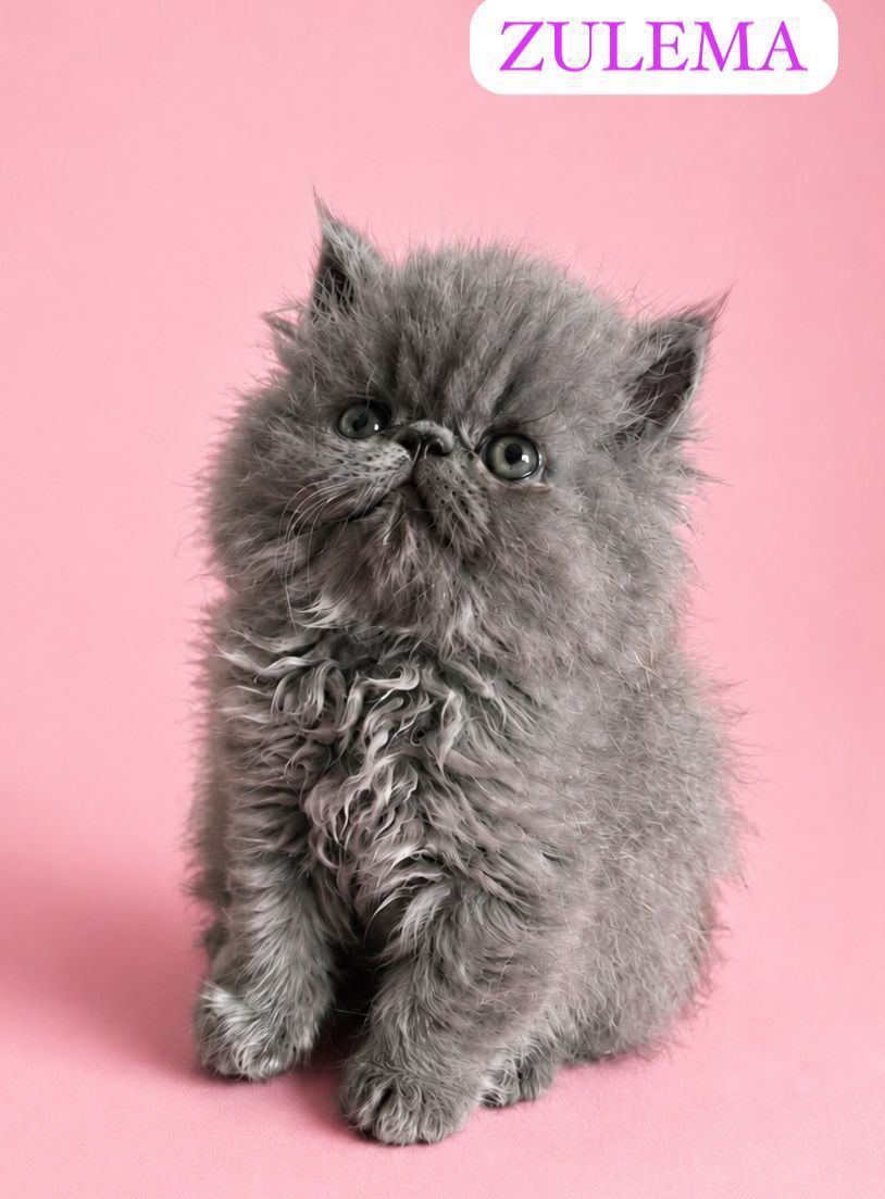 gato persa en venta