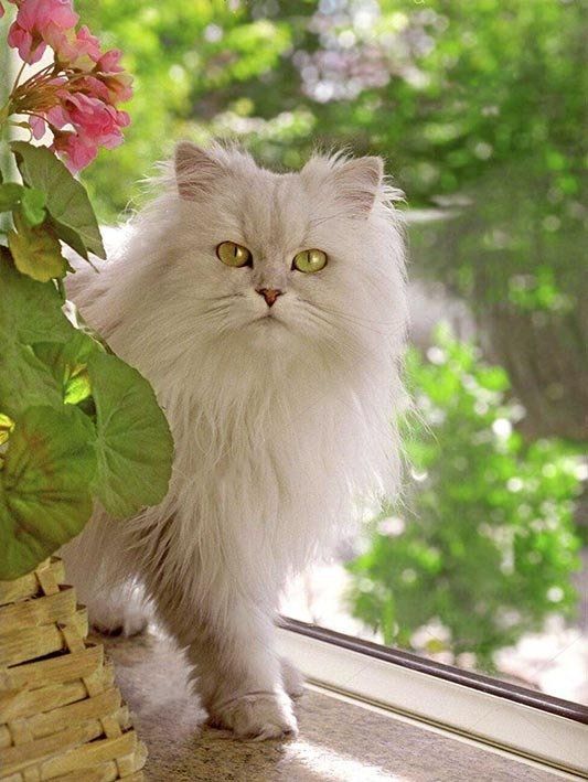 gatos persas con pedigree