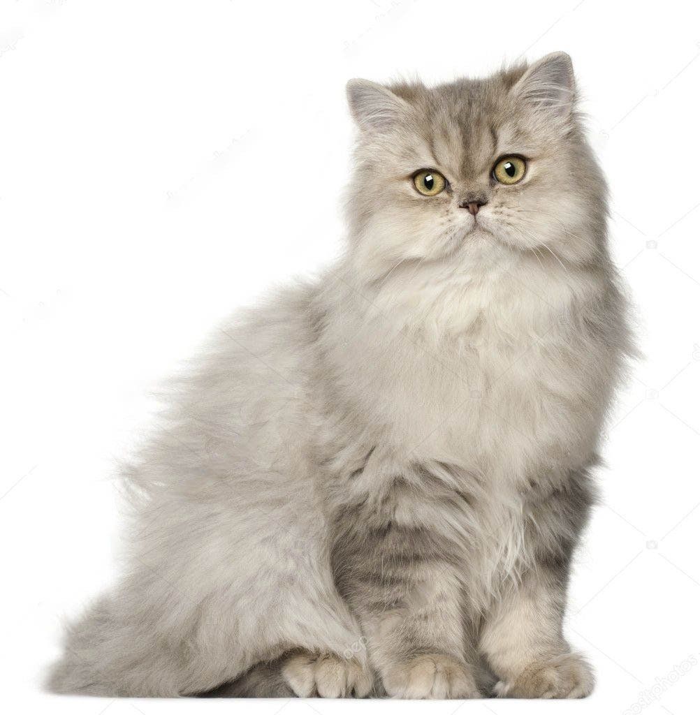 gatos persas con pedigree