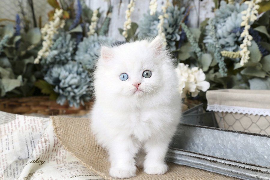 gatos persas con pedigree