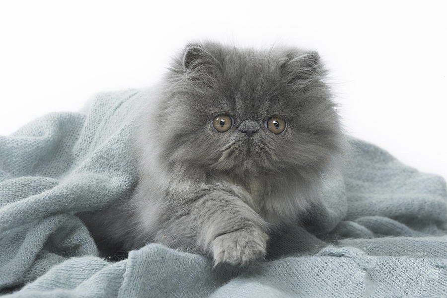 gatos persas con pedigree