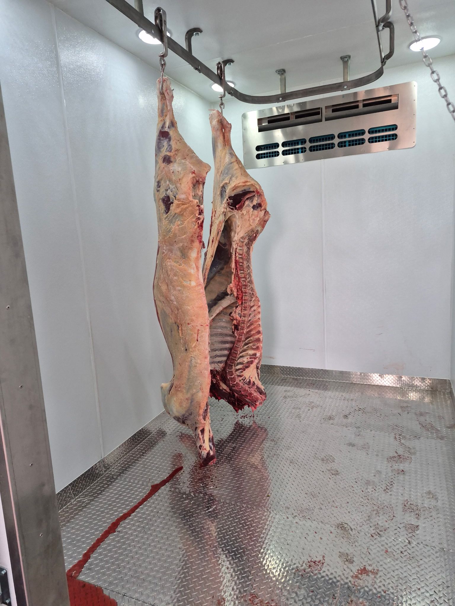 Two hanging animal carcasses in a cold storage room with stainless steel walls and floor.