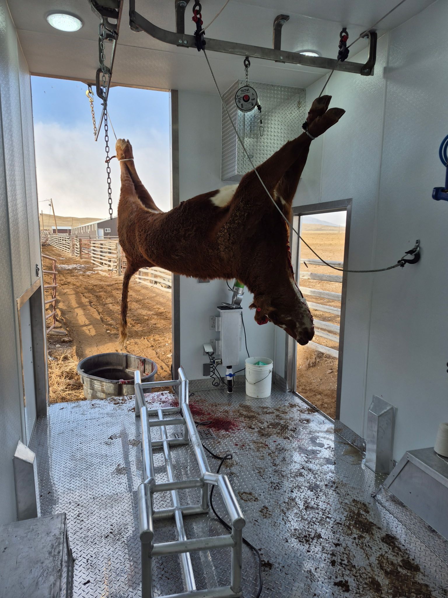 A brown animal carcass hangs in a white processing room with chains, tools, and a ladder on the floor.