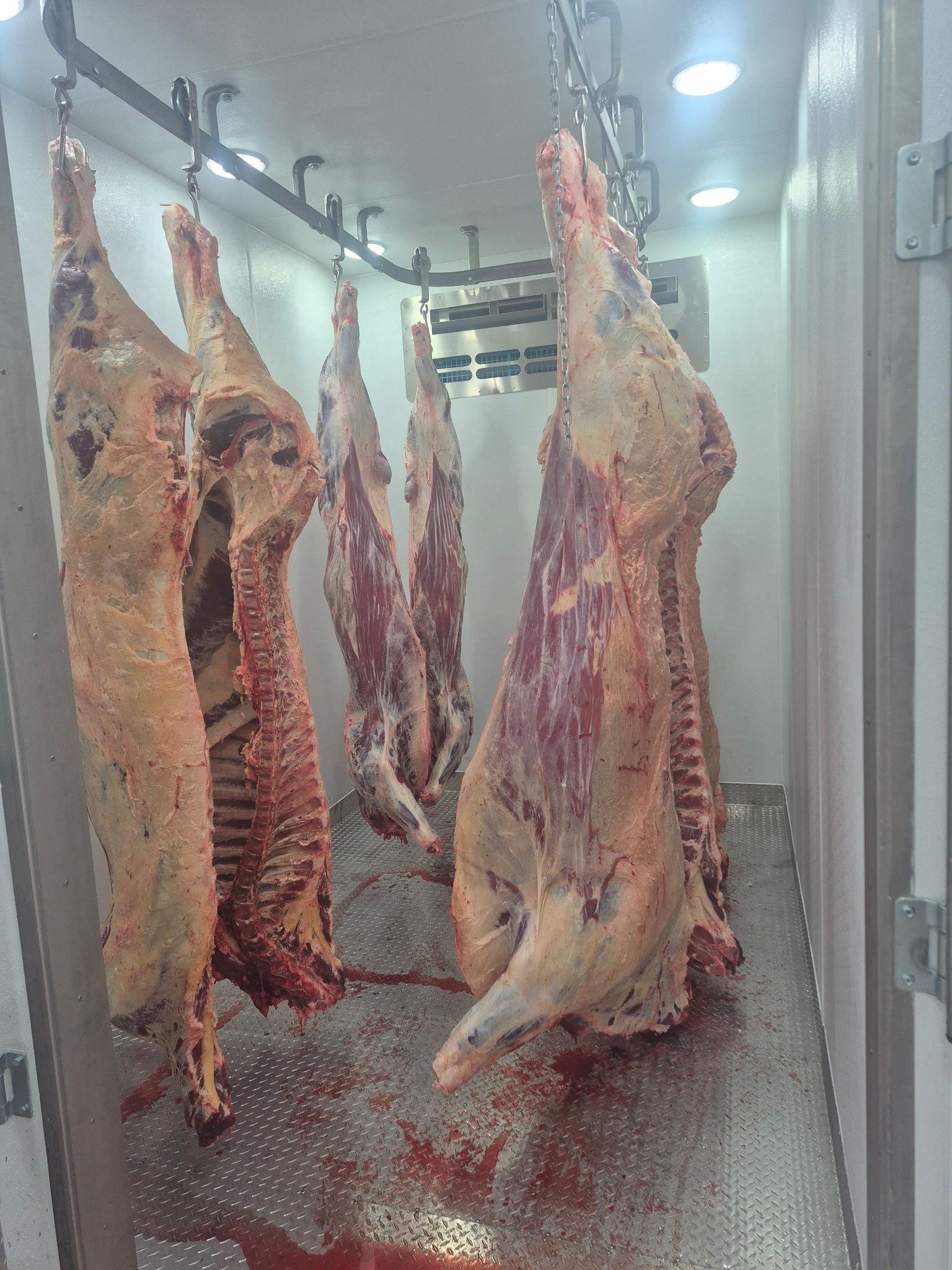 Hanging carcasses in a refrigerated meat locker, with blood on the floor.