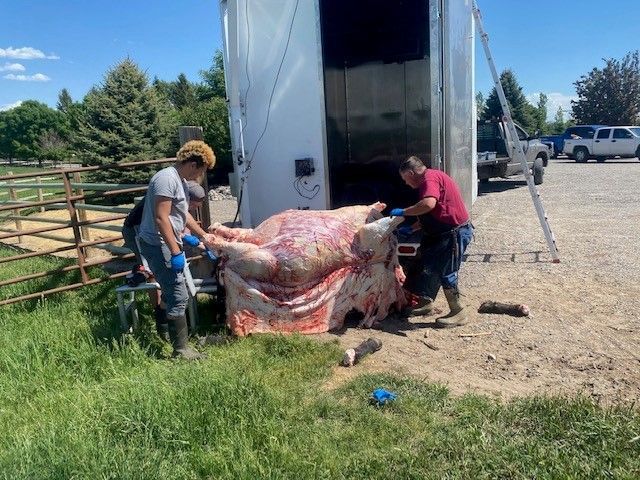 Two people hoist a skinned animal carcass beside a white meat processing trailer in a grassy rural area.