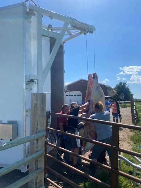 People lifting a hanging animal carcass at a farm gate into a mobile slaughter trailer on a sunny day
