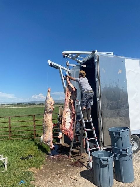 Person hoisting butchered carcasses on a hoist beside a butcher trailer in a grassy field