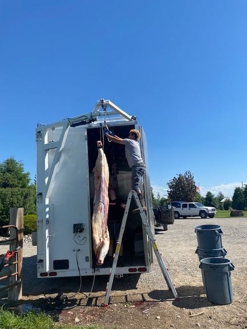 Two people lifting a deer carcass into a meat truck outdoors under a clear blue sky