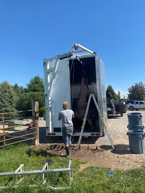 Person inspecting the open rear of a white trailer for butchers in a grassy yard under a clear blue sky