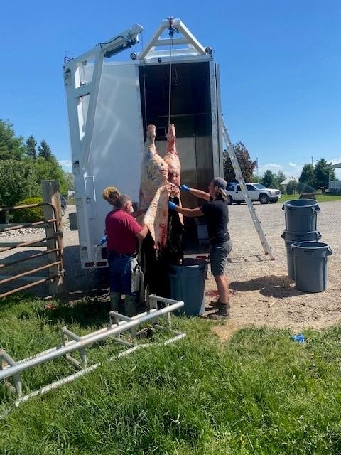 Four people processing meat in a mobile slaughter trailer outdoors on a sunny day