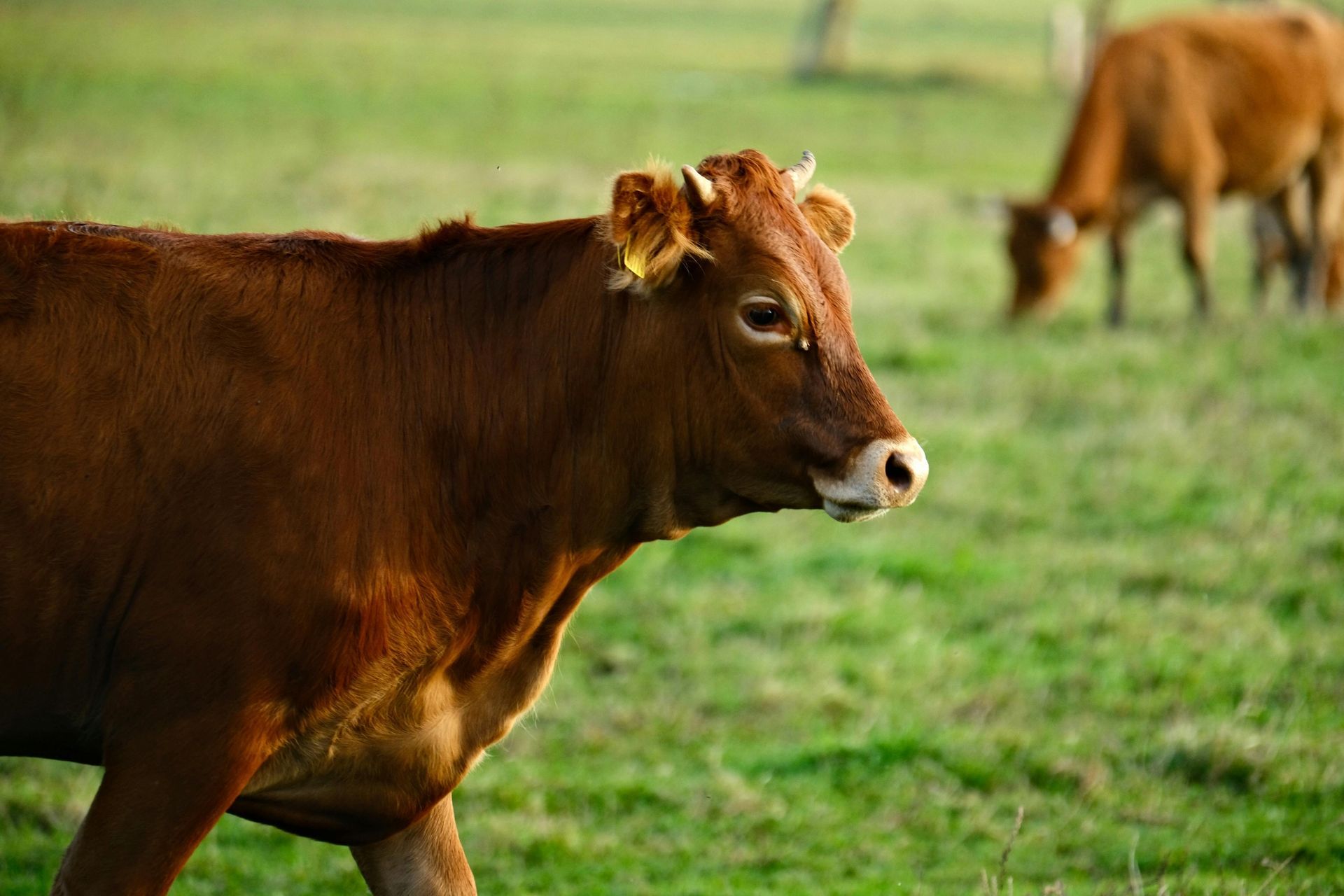 Brown cow grazing in a green field, with another cow blurred in the background