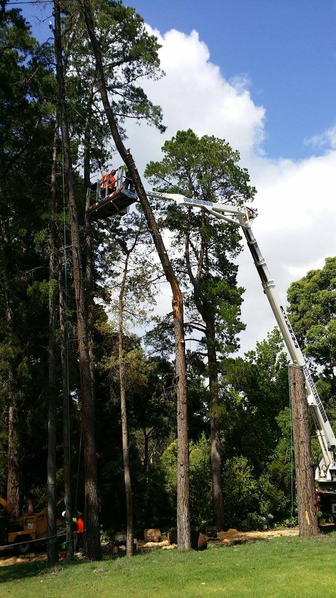 A picture containing tree and white tuck | Bayswater, VIC | Woodstock Tree & Stump Removal