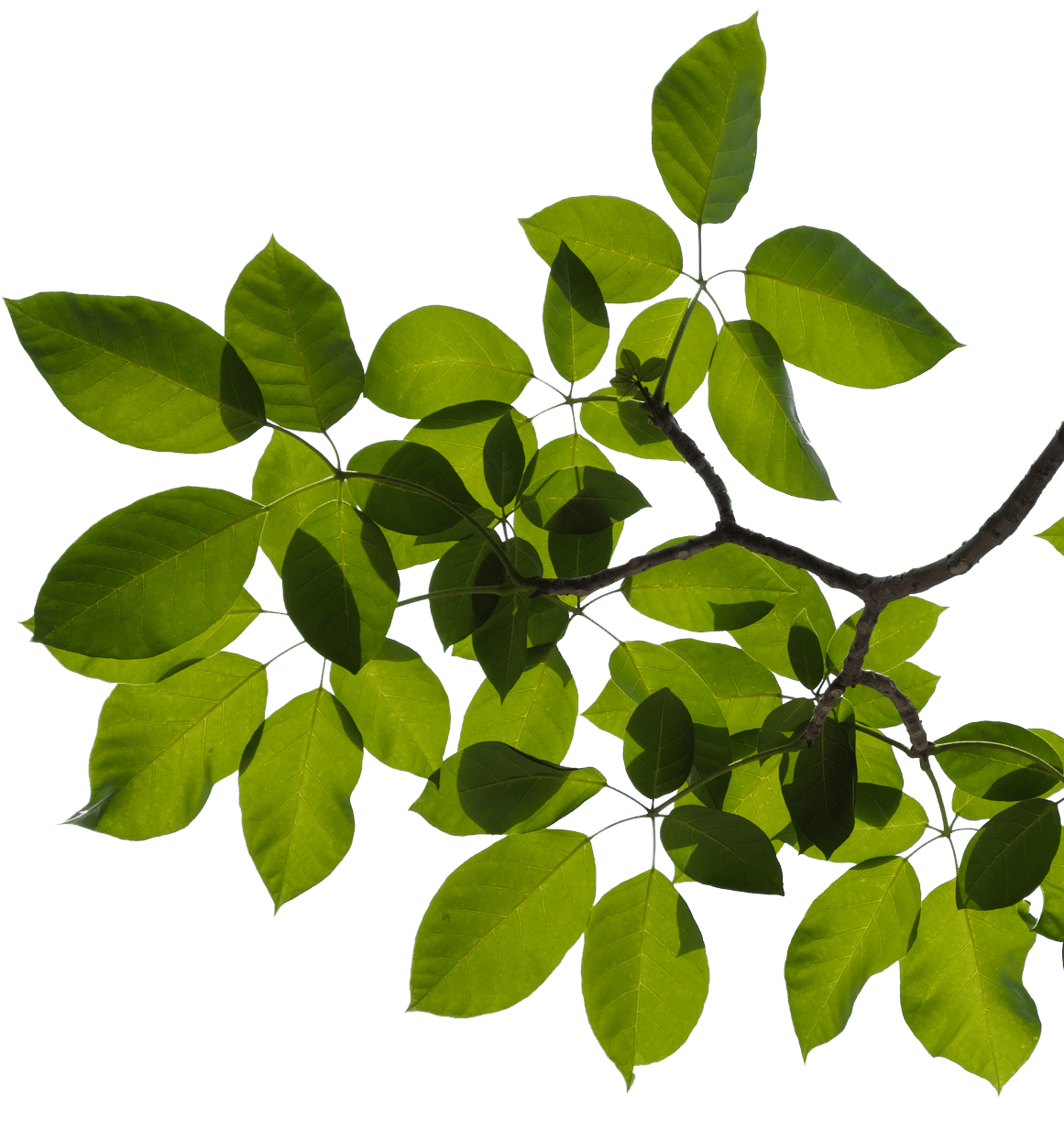 A picture containing dark green plant on home page | Bayswater, VIC | Woodstock Tree & Stump Removal A picture containing dark green plant on home page | Bayswater, VIC | Woodstock Tree & Stump Removal