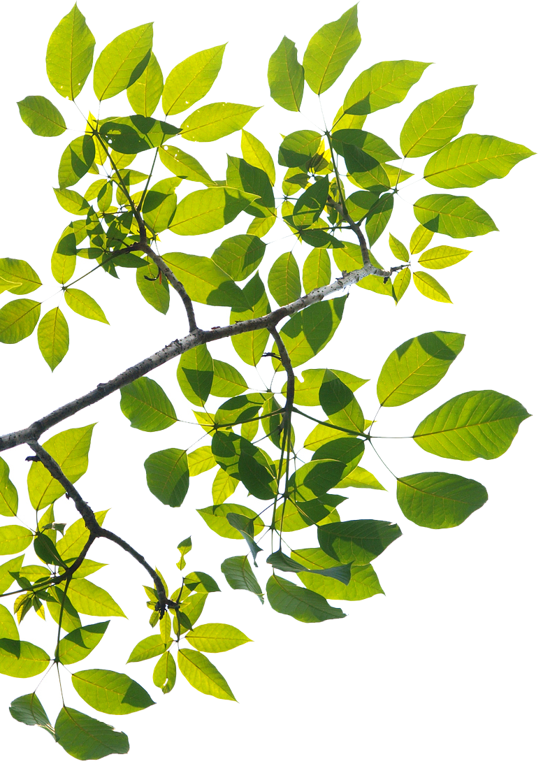 A picture containing plant, on electrical line clearances page | Bayswater, VIC | Woodstock Tree & Stump Removal