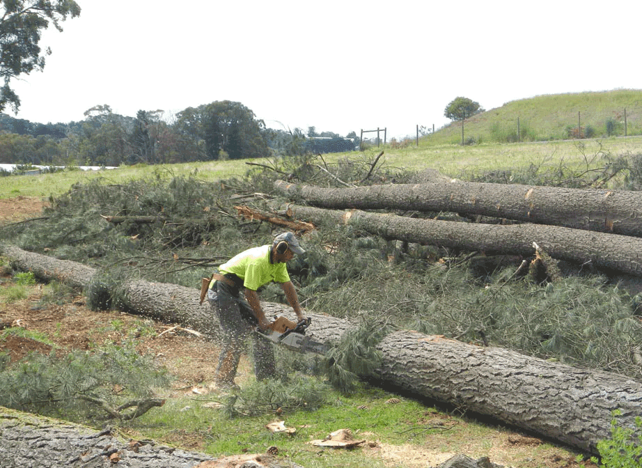 A person cutting down a tree | Bayswater, VIC | Woodstock Tree & Stump Removal A person cutting down a tree | Bayswater, VIC | Woodstock Tree & Stump Removal