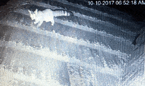 Raccoon with striped tail walking across a slanted surface, captured by a camera at 6:52 AM on Oct 10, 2017.