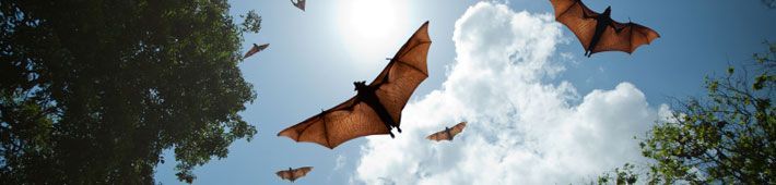 Bats flying in a bright blue sky with some clouds, sunlight visible. Trees frame the image.