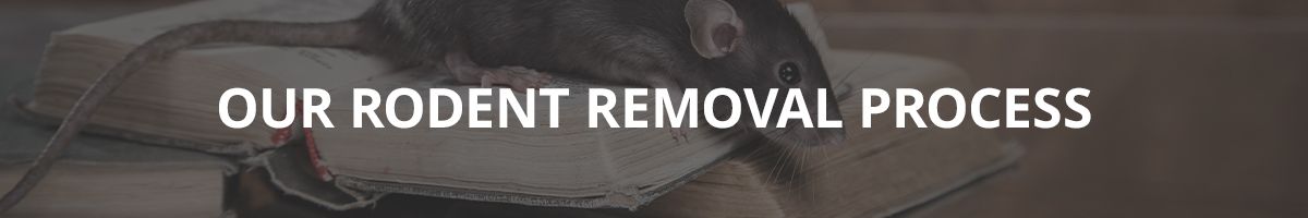 Text reads: Our Rodent Removal Process. A blurred photo of a rodent in the background.