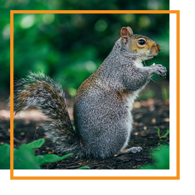 Gray squirrel standing on hind legs, holding food, green background.