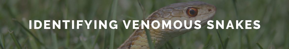Snake with