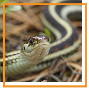 Close-up of a striped garter snake with dark and light stripes, eyes forward, on dry ground.