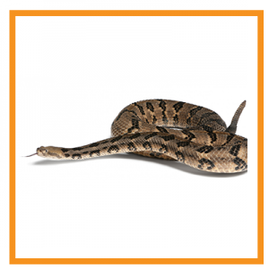 Snake with brown and black diamond pattern, coiled on white background, tongue out.