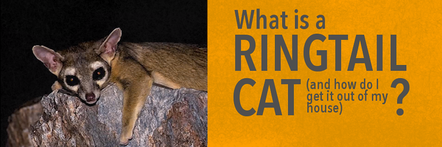 Ringtail cat on a rock next to text that asks