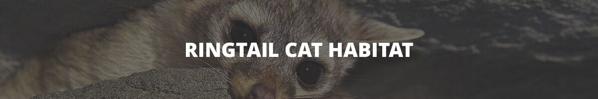 Ringtail cat with text