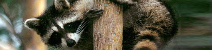 A raccoon clings to a tree trunk, gazing at the camera. Its fur is brown and gray, with a black mask around its eyes.