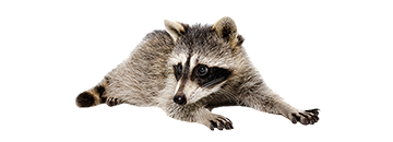 A raccoon lying down, looking to the side. It has gray and black fur on a white background.