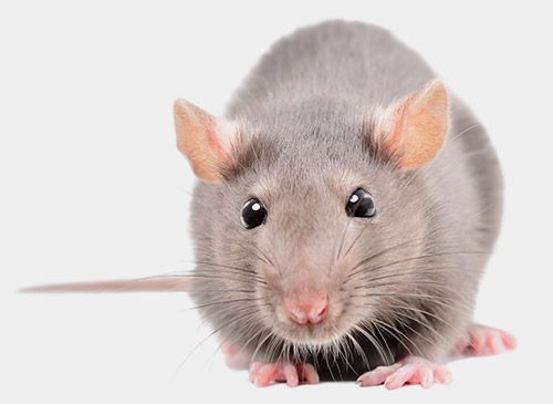 Gray rat with pink ears and paws, looking forward.